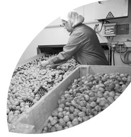 The selection of the nuts takes place in accordance to numerous criteria, which are : production site, the variety, the size, the colour, the quality of the kernels, the taste…
